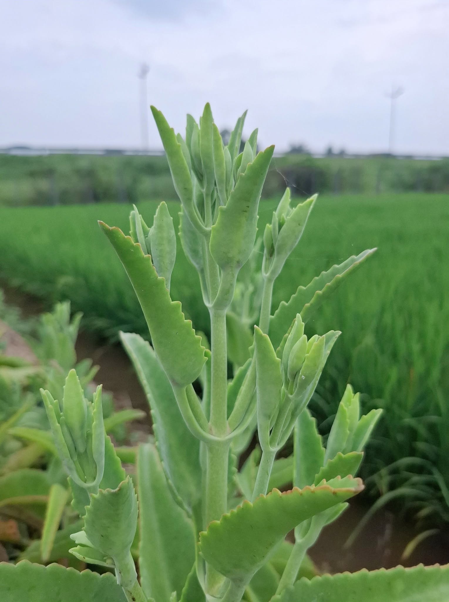 Kí ức về Năm Ân